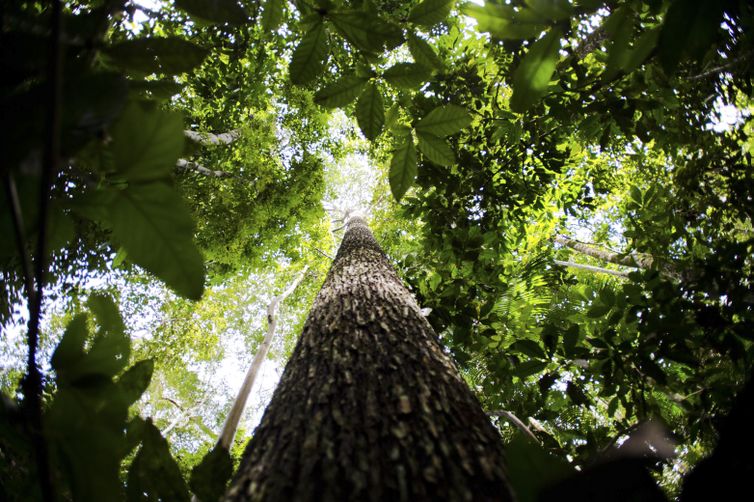 CNJ abre semana nacional de regularização fundiária na Amazônia 